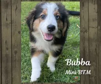 Bubba, a male Miniature Australian Shepherd for sale in Mansfield, TX – Photo 6 of 7