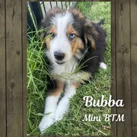 Bubba, a male Miniature Australian Shepherd for sale in Mansfield, TX – Photo 7 of 7