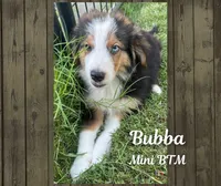 Bubba, a male Miniature Australian Shepherd for sale in Mansfield, TX – Photo 7 of 7