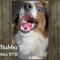 Bubba, a male Miniature Australian Shepherd for sale in Mansfield, TX – Photo 2 of 7