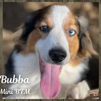 Bubba, a male Miniature Australian Shepherd for sale in Mansfield, TX – Photo 1 of 7