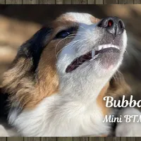 Bubba, a male Miniature Australian Shepherd for sale in Mansfield, TX – Photo 3 of 7