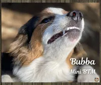 Bubba, a male Miniature Australian Shepherd for sale in Mansfield, TX – Photo 3 of 7