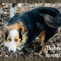 Bubba, a male Miniature Australian Shepherd for sale in Mansfield, TX – Photo 4 of 7