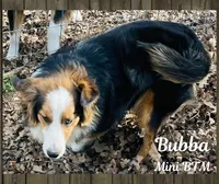 Bubba, a male Miniature Australian Shepherd for sale in Mansfield, TX – Photo 4 of 7