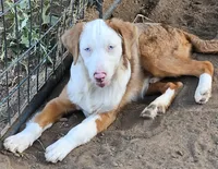 Montana, a male Miniature Australian Shepherd for sale in Mansfield, TX – 5 of 8
