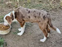 Montana, a male Miniature Australian Shepherd for sale in Mansfield, TX – 3 of 8