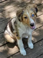 Cody, a male Miniature Australian Shepherd for sale in Mansfield, TX – 3 of 9