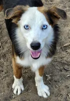 Lily, a female Miniature American Shepherd for sale in Mansfield, TX – 3 of 6