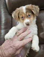 Magnum, P.I., a male Miniature American Shepherd for sale in Mansfield, TX – 4 of 10
