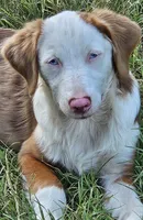 Montana, a male Miniature Australian Shepherd for sale in Mansfield, TX – 4 of 8