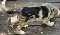 Cody, a male Miniature Australian Shepherd for sale in Mansfield, TX – 9 of 9