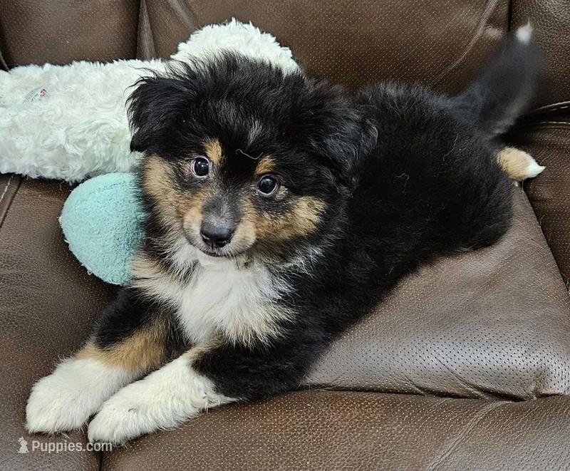 Bandit – Toy Australian Shepherd puppy for sale in Mansfield, TX