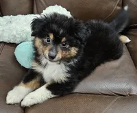 Bandit, a male Toy Australian Shepherd for sale in Mansfield, TX – 1 of 4