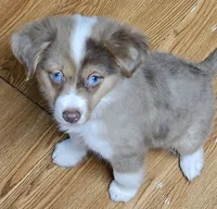 Magnum, P.I., a male Miniature American Shepherd for sale in Mansfield, TX – 3 of 10