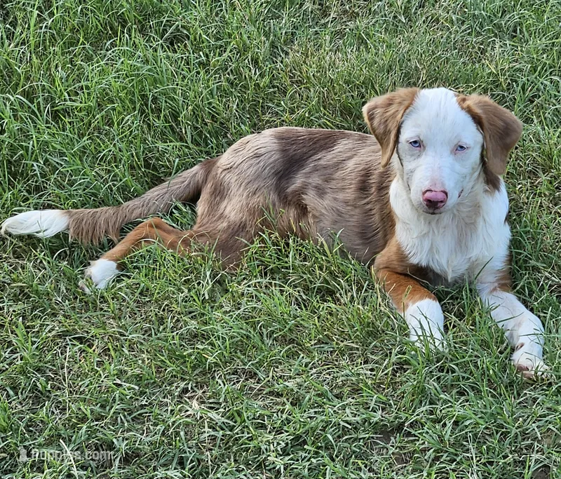 Montana – Miniature Australian Shepherd puppy for sale in Mansfield, TX