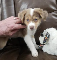 Magnum, P.I., a male Miniature American Shepherd for sale in Mansfield, TX – 2 of 10