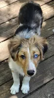 Cody, a male Miniature Australian Shepherd for sale in Mansfield, TX – 8 of 9