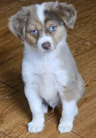 Magnum, P.I., a male Miniature American Shepherd for sale in Mansfield, TX – 9 of 10
