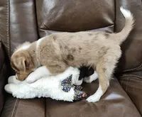 Magnum, P.I., a male Miniature American Shepherd for sale in Mansfield, TX – 5 of 10