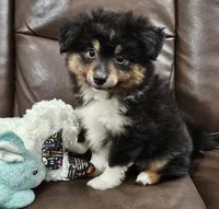 Bandit, a male Toy Australian Shepherd for sale in Mansfield, TX – 4 of 4