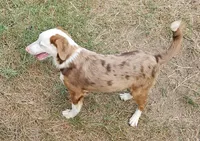 Montana, a male Miniature Australian Shepherd for sale in Mansfield, TX – 6 of 8