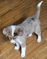 Magnum, P.I., a male Miniature American Shepherd for sale in Mansfield, TX – 8 of 10