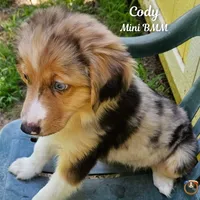 Cody, a male Miniature Australian Shepherd for sale in Mansfield, TX – 2 of 5