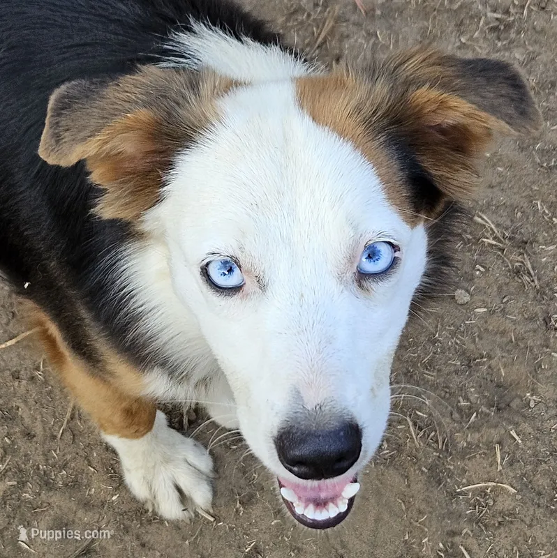 Lily – Miniature American Shepherd puppy for sale in Mansfield, TX