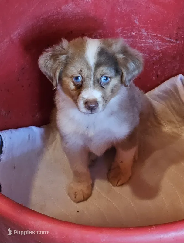 Magnum, P.I. – Miniature American Shepherd puppy for sale in Mansfield, TX