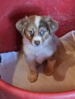 Magnum, P.I., a male Miniature American Shepherd for sale in Mansfield, TX – 1 of 10