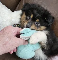 Bandit, a male Toy Australian Shepherd for sale in Mansfield, TX – 3 of 4
