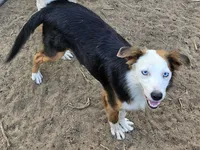 Lily, a female Miniature American Shepherd for sale in Mansfield, TX – 6 of 6