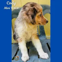 Cody, a male Miniature Australian Shepherd for sale in Mansfield, TX – 4 of 5