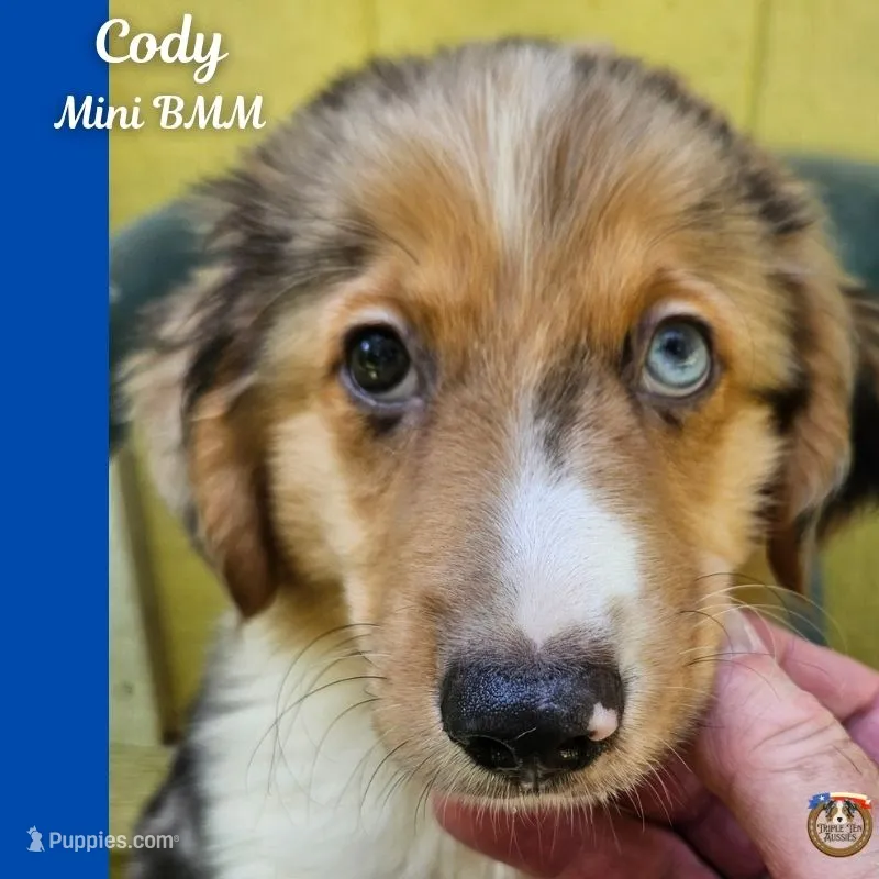 Cody – Miniature Australian Shepherd puppy for sale in Mansfield, TX