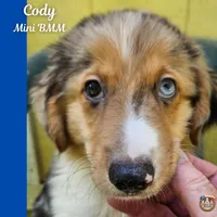 Cody, a male Miniature Australian Shepherd for sale in Mansfield, TX – 1 of 5