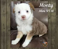 Monty, a male Miniature Australian Shepherd for sale in Mansfield, TX – Photo 2 of 4