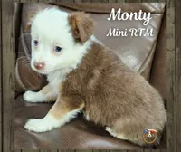 Monty, a male Miniature Australian Shepherd for sale in Mansfield, TX – Photo 1 of 4