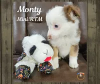 Monty, a male Miniature Australian Shepherd for sale in Mansfield, TX – Photo 3 of 4