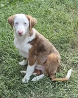 Montana, a male Miniature Australian Shepherd for sale in Mansfield, TX – 7 of 8