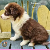 Savannah, a female Miniature Australian Shepherd for sale in Mansfield, TX – 3 of 6