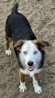 Lily, a female Miniature American Shepherd for sale in Mansfield, TX – 5 of 6