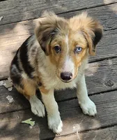 Cody, a male Miniature Australian Shepherd for sale in Mansfield, TX – 7 of 9