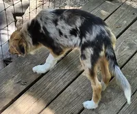 Cody, a male Miniature Australian Shepherd for sale in Mansfield, TX – 4 of 9
