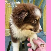 Savannah, a female Miniature Australian Shepherd for sale in Mansfield, TX – 6 of 6
