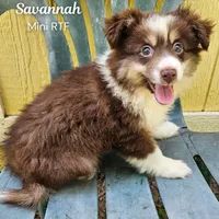 Savannah, a female Miniature Australian Shepherd for sale in Mansfield, TX – 1 of 6