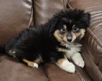 Bandit, a male Toy Australian Shepherd for sale in Mansfield, TX – 2 of 4