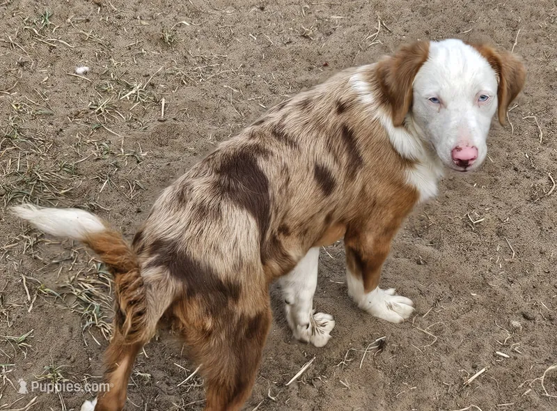 Cowboy – Miniature Australian Shepherd puppy for sale in Mansfield, TX