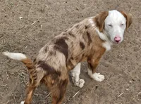 Montana, a male Miniature Australian Shepherd for sale in Mansfield, TX – 8 of 8