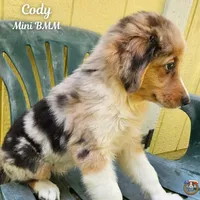 Cody, a male Miniature Australian Shepherd for sale in Mansfield, TX – 3 of 5